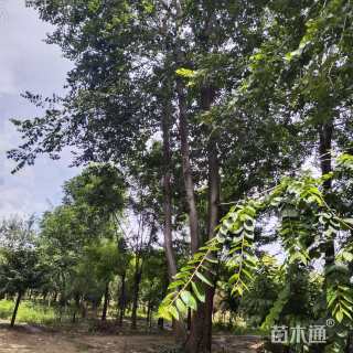 15公分(3杆)丛生朴树