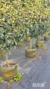 高度180厘米木绣球