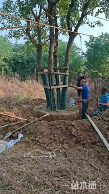 80公分(5杆)丛生朴树