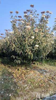 高度350厘米木绣球