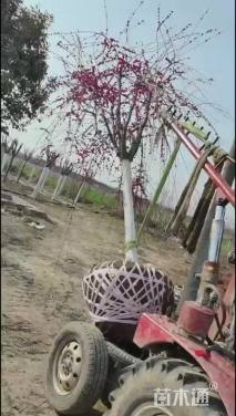 高度350厘米垂枝红梅