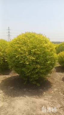 冠幅200厘米亮晶女贞球