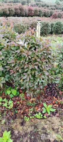 冠幅80厘米红叶石楠球