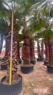 裸干高250厘米华棕