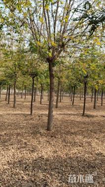 17公分金叶复叶槭