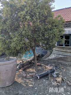 高度300厘米金边黄杨