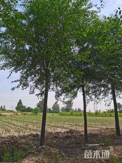 12公分榆树