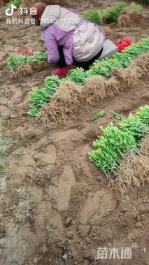 高度30厘米小叶黄杨