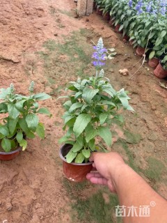 高度16厘米鼠尾草