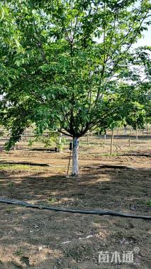 20公分染井吉野樱