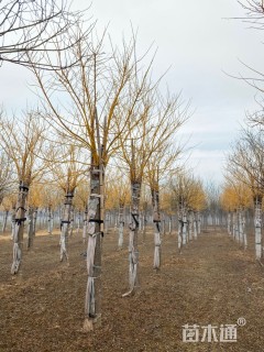 20公分高杆金枝槐