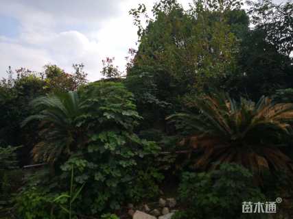 裸干高1500厘米铁树