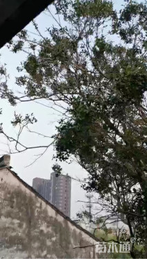 高度700厘米黄杨