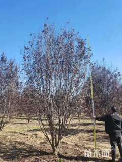 高度500厘米丛生紫叶李