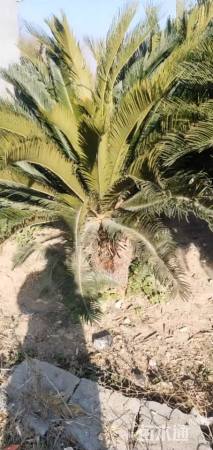 裸干高1200厘米铁树