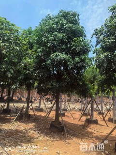 14公分澳洲火焰木