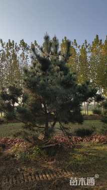 高度250厘米丛生紫荆