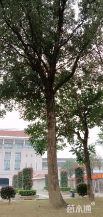 60公分香樟