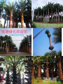 裸干高300厘米糖棕