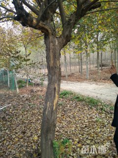 高度600厘米柘树