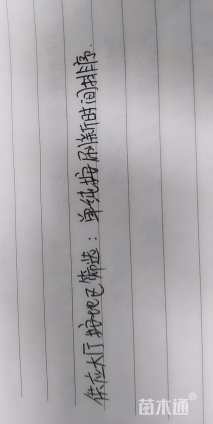 高度250厘米火山榕