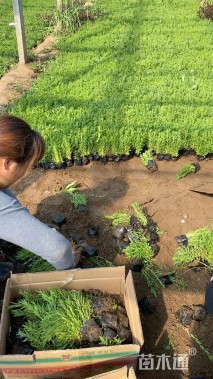 高度30厘米薰衣草