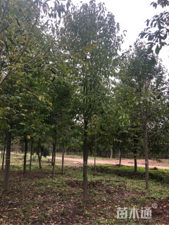 15公分二乔玉兰