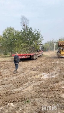 40公分丛生乌桕