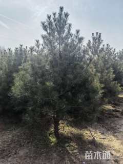 高度550厘米白皮松