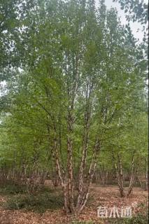 高度800厘米丛生河桦