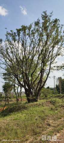 140公分(8杆)丛生朴树