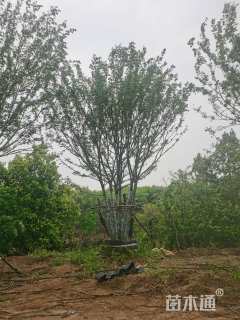 12公分丛生朴树