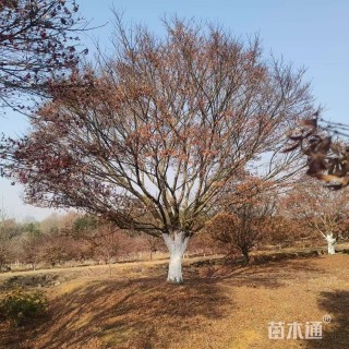 20公分日本红枫