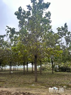 25公分梓树