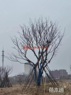 80公分丛生朴树