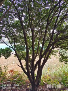 高度350厘米乌梅