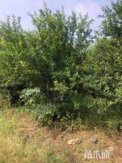 高度350厘米丛生石榴