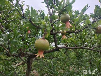 高度350厘米石榴