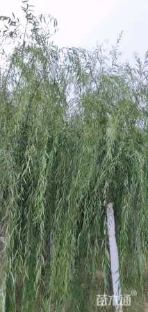 15公分金丝垂柳