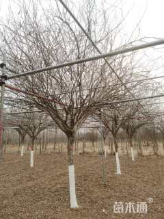 高度400厘米紫荆