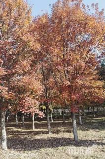 24公分美国红枫