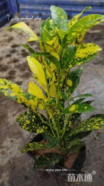 高度25厘米海南洒金榕