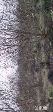 高度400厘米丛生紫薇