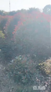 冠幅300厘米红叶石楠球