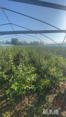 高度100厘米木本绣球