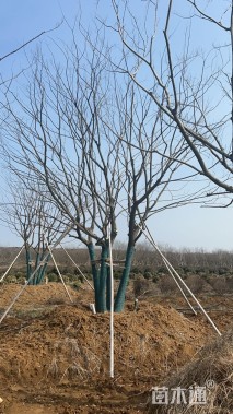 40公分丛生朴树