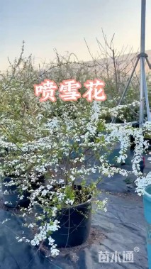 高度30厘米喷雪花