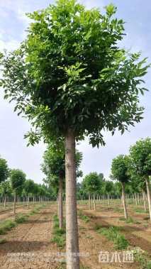 20公分速生白蜡