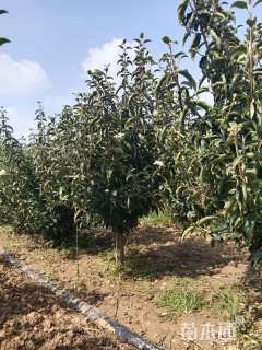 高度300厘米木本绣球