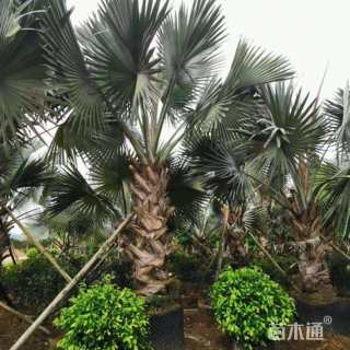 裸干高150厘米霸王棕